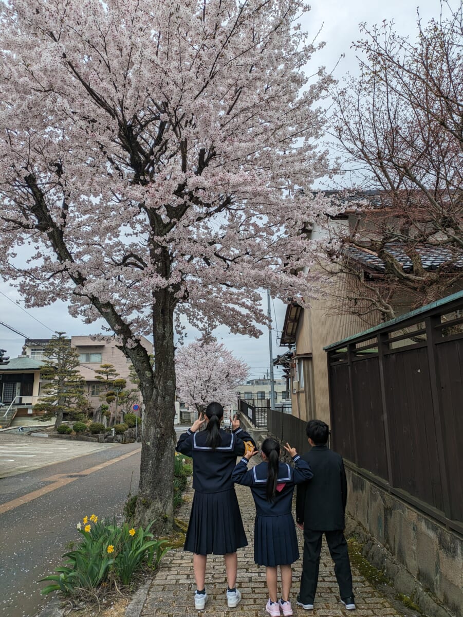 桜🗾
