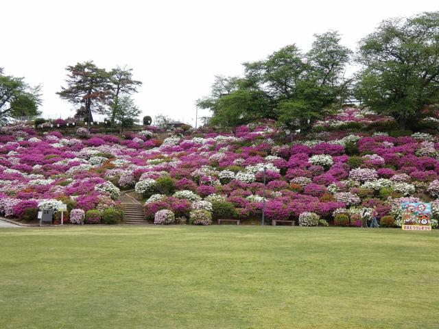 つつじ🌺